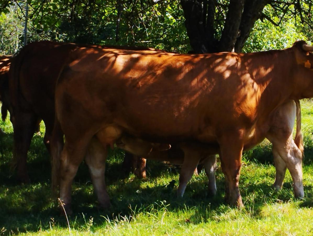 Casa Rural El Jondrigu Onís Εξωτερικό φωτογραφία